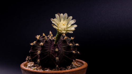 Close-up of potted plant against black background