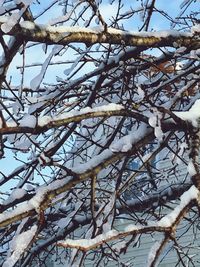 Low angle view of frozen tree against sky