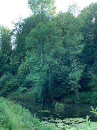 Scenic view of lake in forest