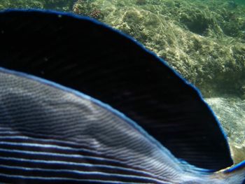 Close-up of fish swimming in sea