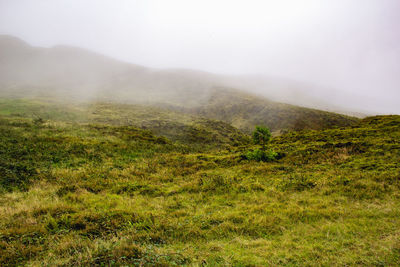 Scenic view of grassy field against sky