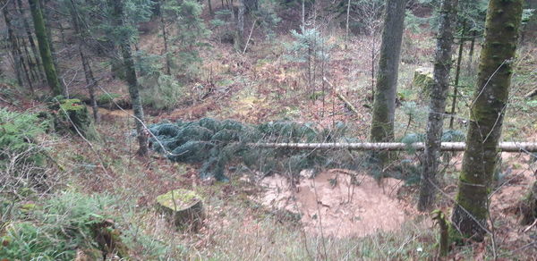 View of trees in forest