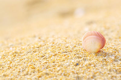 Close-up of seashell on sandy beach