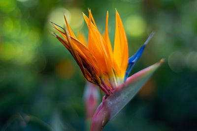 Close-up of orange flower against blurred background