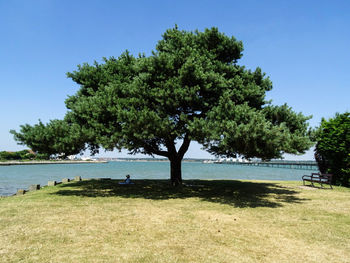 Trees by lake against clear sky