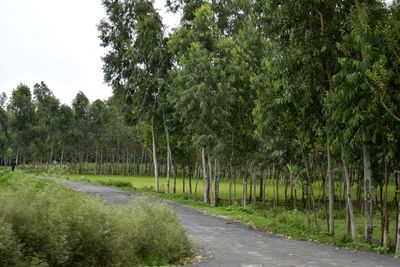 Road amidst trees in forest against sky