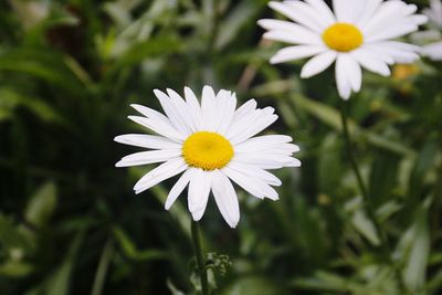 Close-up of white daisy flower