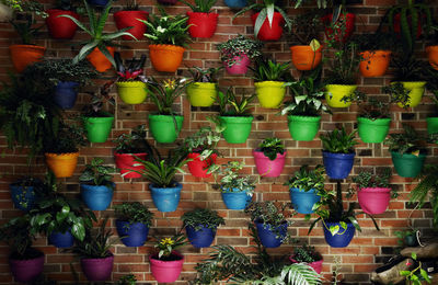 Potted plants hanging at market stall