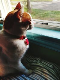 Close-up of dog looking through window