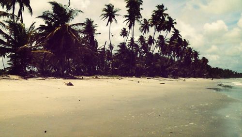 Palm trees on beach