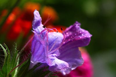 Close-up of wet purple flowering plant