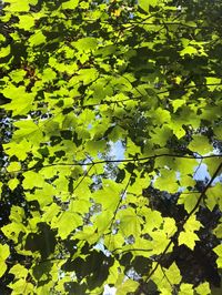 Low angle view of leaves floating on tree