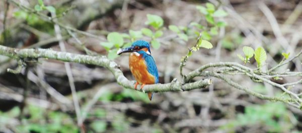 Bird perching on branch