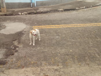 High angle view of dog standing on road