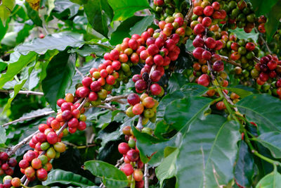 Close-up of red berries growing on tree