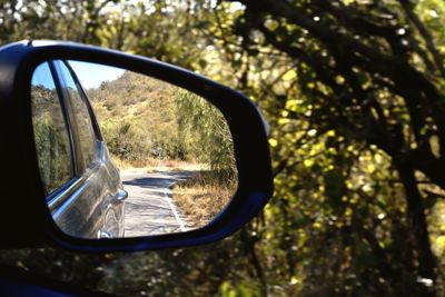 Reflection of trees on side-view mirror