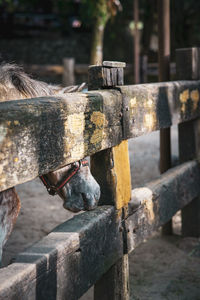 Old wooden gate fence with horse at the ranch.