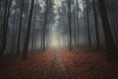 Trees in forest during autumn