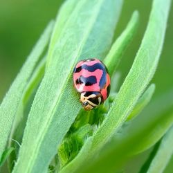 Close-up of ladybug on leaf