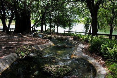 River flowing through forest