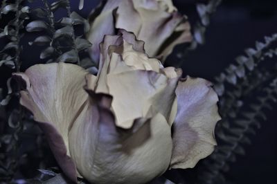 Close-up of wilted flower on plant