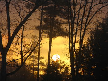 Silhouette of trees during sunset