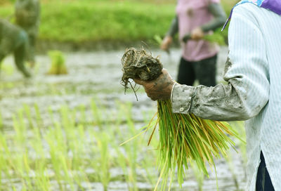 Farmer grow rice in rainy season.