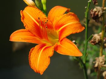 Close-up of yellow flower