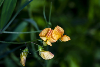 Close-up of the wiled pea bloom  in northern israel