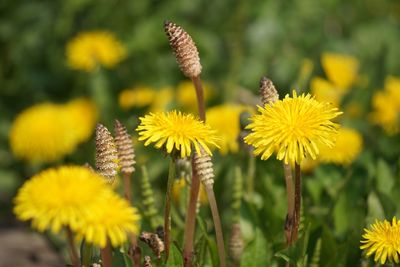 Close-up of yellow flowering plants on field