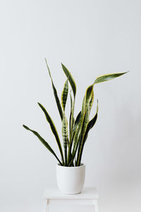 Close-up of potted plant against white background