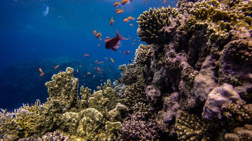 View of fish swimming underwater