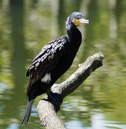 Close-up of cormorant in lake