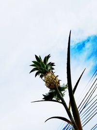 Low angle view of flowering plant against sky