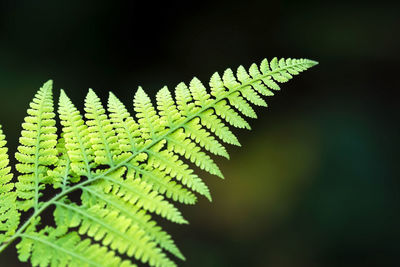 Close-up of fern leaves against blurred background