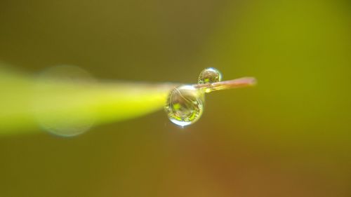 Close-up of green leaf