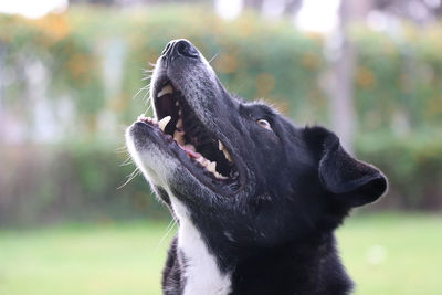 Close-up of a dog yawning