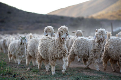 Sheep standing in a field