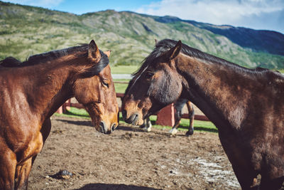 Horses standing in ranch