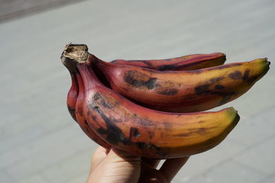 Close-up of hand holding fruit