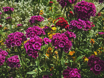 Close-up of pink flowering plants