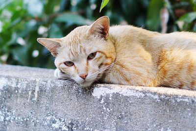 Close-up of a cat