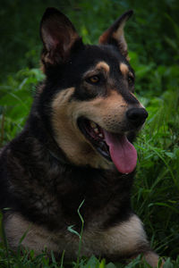 Close-up of dog looking away on field