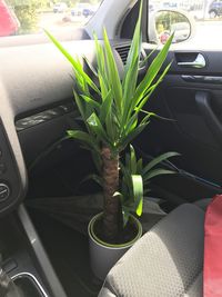 Close-up of potted plant on car window