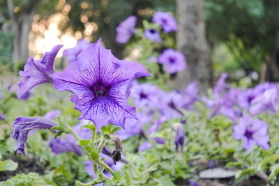 Close-up of purple flowering plant