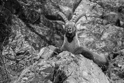 Mountain goat relaxing on rock