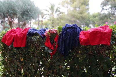 Close-up of red flags hanging on plant