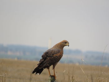 Bird perching on a field