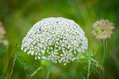 Close-up of white flowering plant