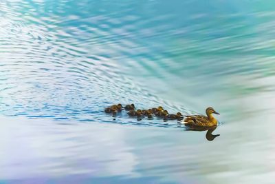 Bird swimming in sea